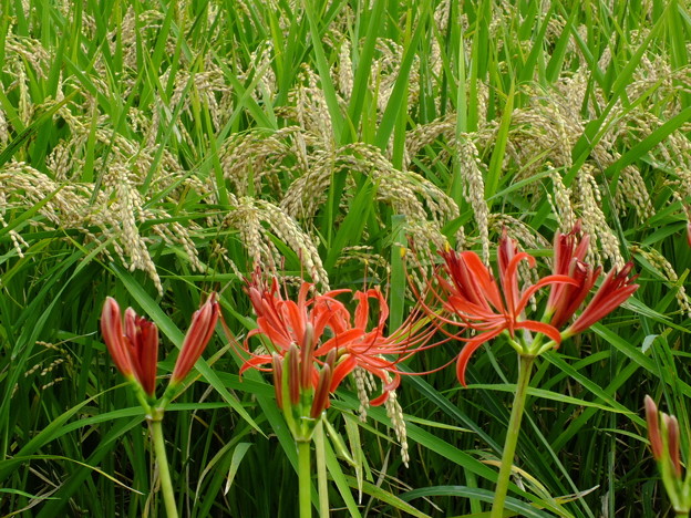 DSCF0162