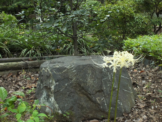 DSCF0327