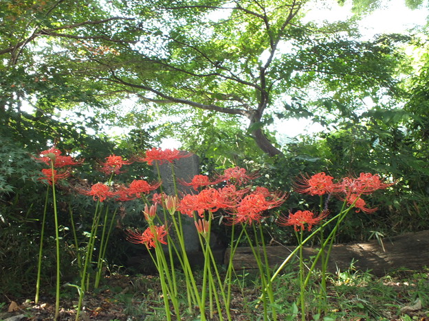 DSCF0067