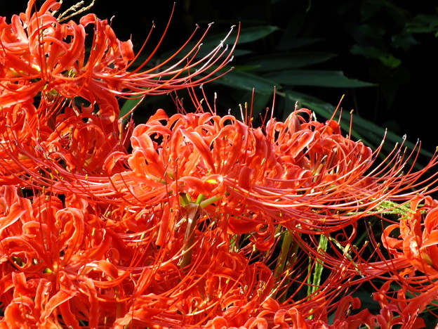 DSCF0129
