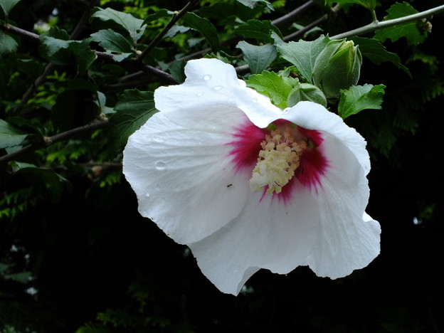DSCF0233