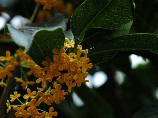 DSCF0242