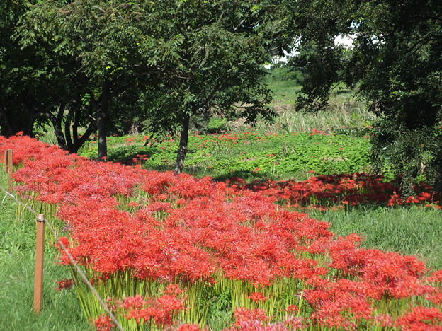 DSCF0583