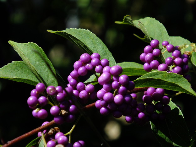 DSCF0005