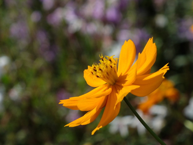 DSCF0655