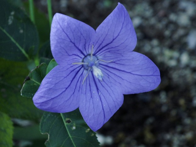 DSCF0675
