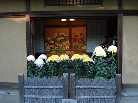 山本亭　菊展示