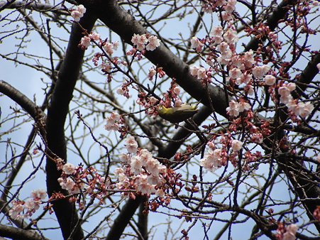 寒桜にメジロ