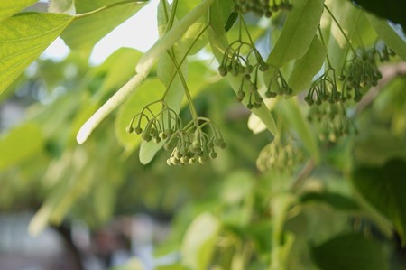 菩提樹（ボダイジュ）