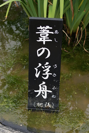 花菖蒲　葦の浮舟