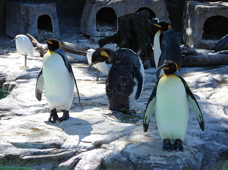 オウサマペンギンとケープペンギン