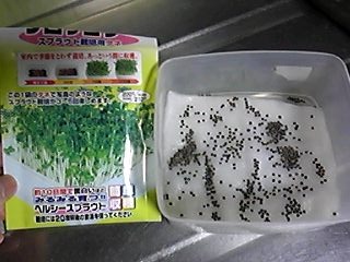 ブロッコリースプラウト