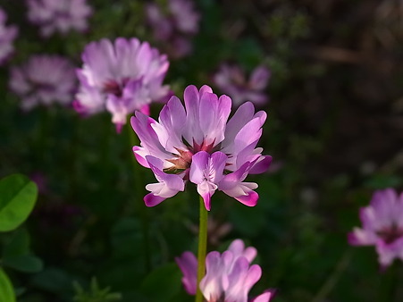 蓮華