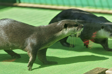 tokyowildlife110924044