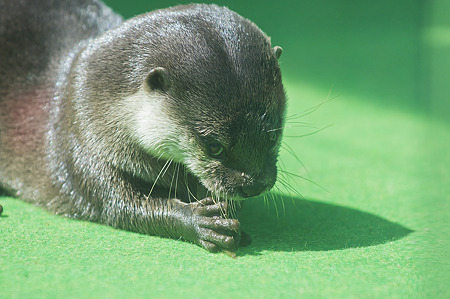 tokyowildlife110924094