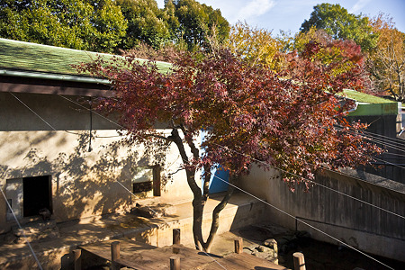 ichikawa111210085