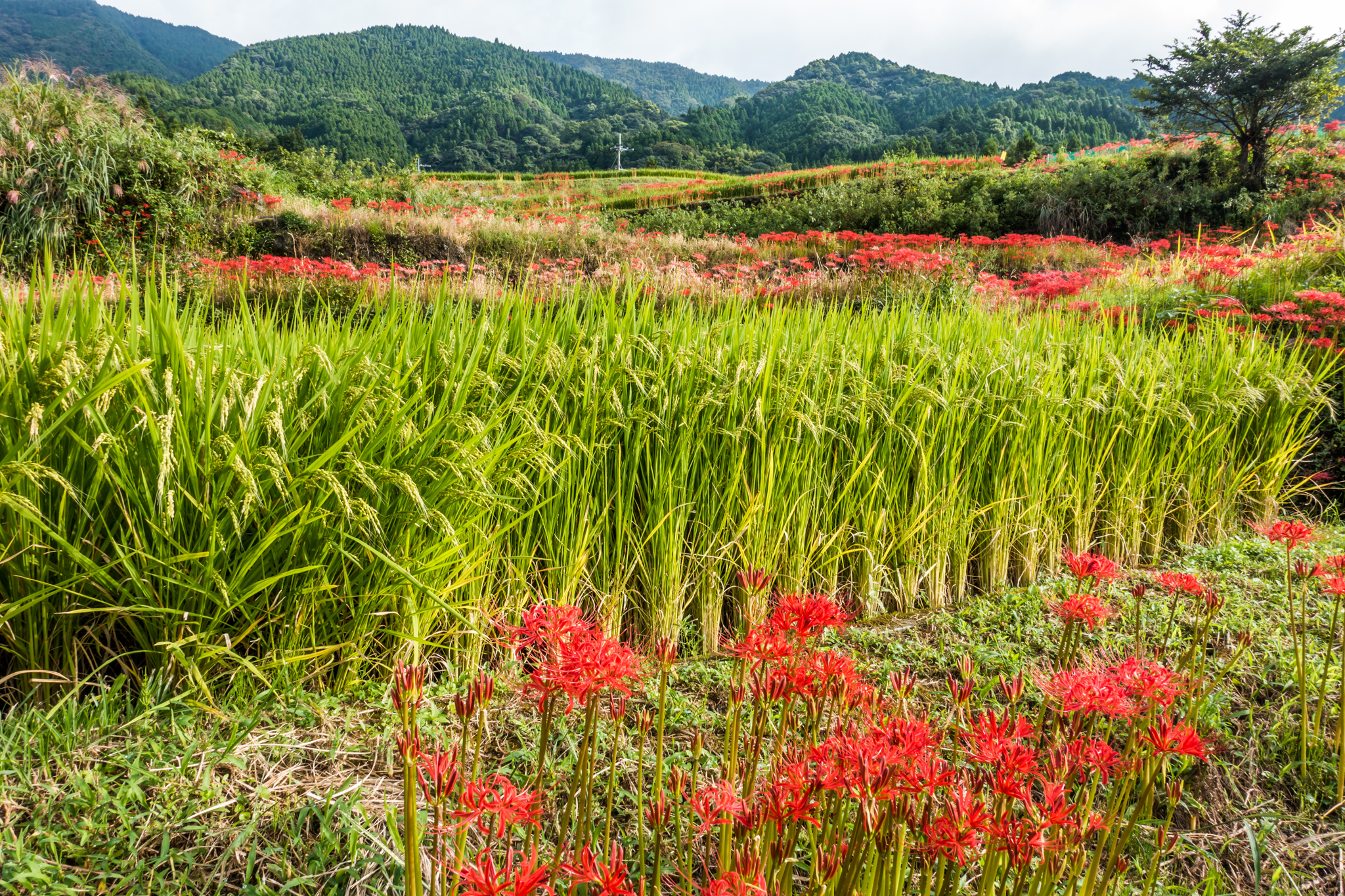 江里山の彼岸花-1