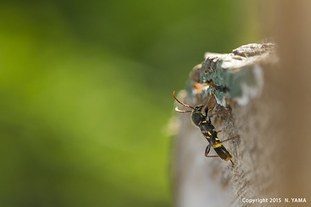 キスジトラカミキリ