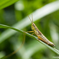 Photos: yamanao999_insect2015_218