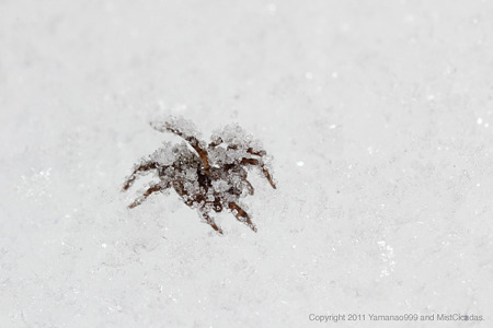 凍死したクモの一種