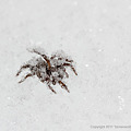 Photos: 凍死したクモの一種