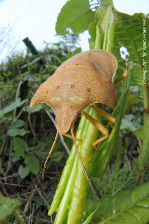 カメムシ目 カメムシ科