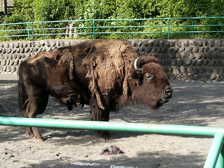 アメリカバイソン