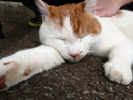 岩本山の猫たち