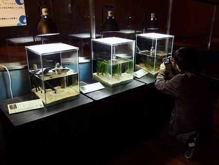 水中で生活する昆虫の水槽