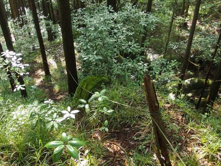 鹿死木の棚へ続く林