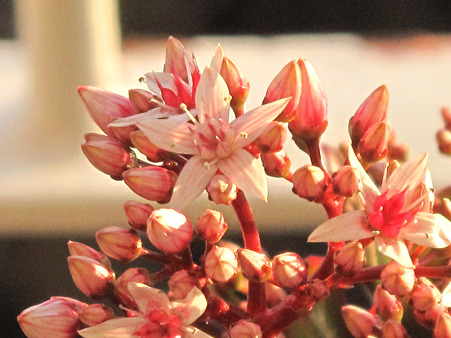 咲いた金のなる木 花