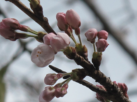 開花