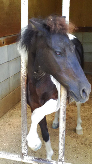 P_20150726_104422 子馬? 写真: P_20150726_104422 子馬?