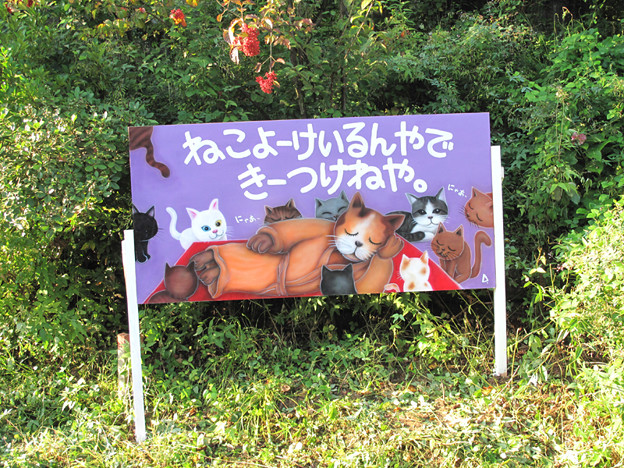 IMG_9695 ぬこ寺 写真: IMG_9695 ぬこ寺