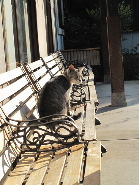 IMG_9686 ネコ寺 写真: IMG_9686 ネコ寺