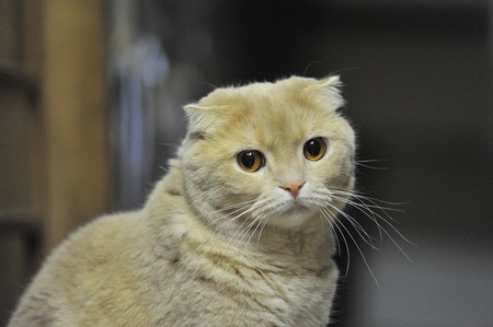 2015年09月13日のスコちゃん(雄2歳半)