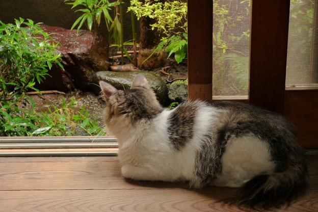 廊下から雨模様を眺める猫