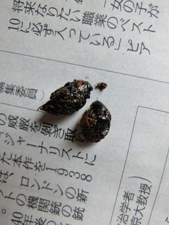 吐き戻したもの
