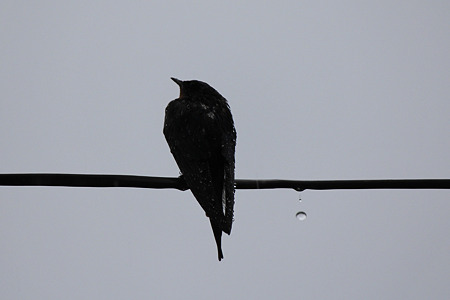 大雨の朝