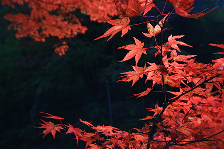 紅葉　奥津渓1