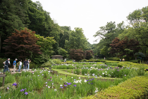 【薬師池公園(菖蒲田)】1