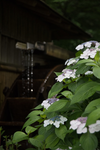 【薬師池公園(紫陽花)】2