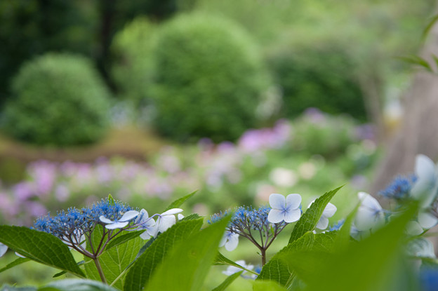 【正覚寺(紫陽花)】3