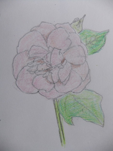 薔薇二番花色鉛筆画 照片共享页面 撮影蔵