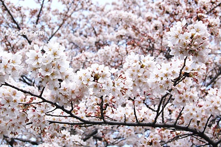 桜 2012年04月07日_DSC_0917