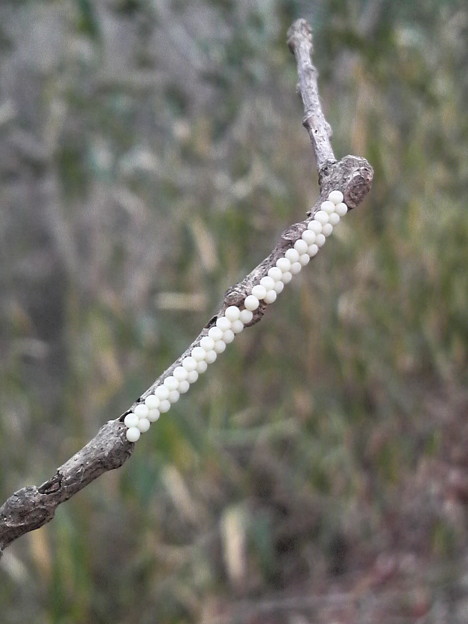 マルバアオダモの小枝にヤガ科の産みたて卵 ちょこちょこ虫の活動し 照片共享頁面 攝影藏