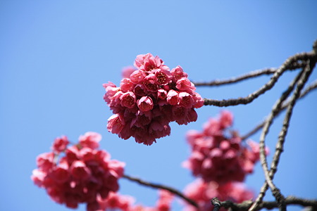 さらに色の濃い、台湾緋桜