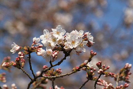 桜_02