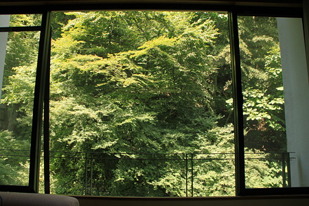 部屋からの眺め・・・って雑木林！