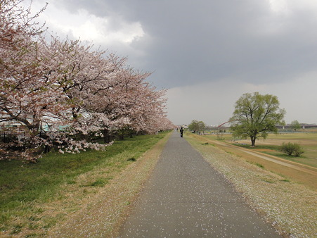 110416 多摩川の桜（昭島付近）